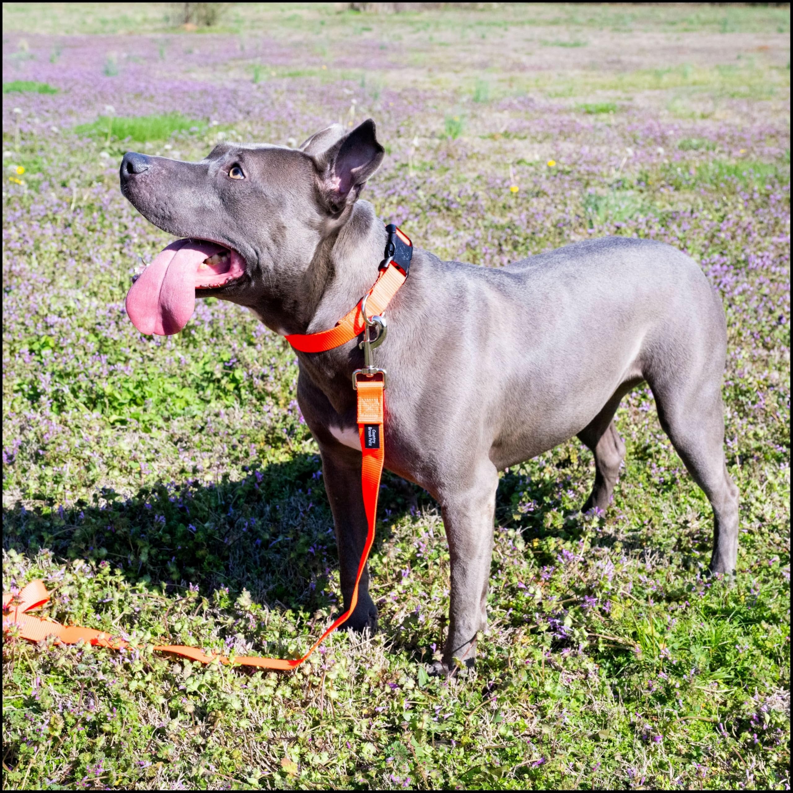 Collar Country Brook Petz, ancho de 3-4 pulgadas para mayor comodidad