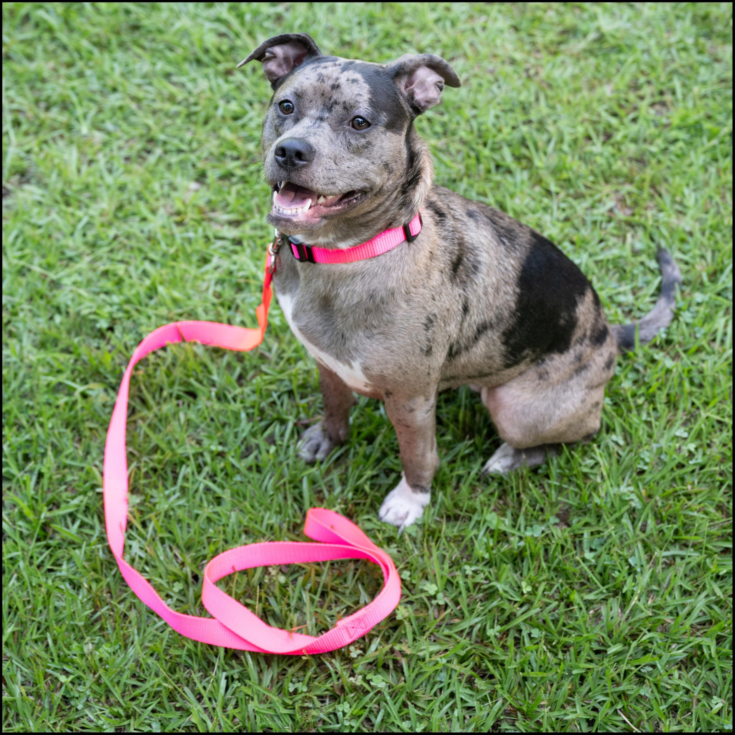 Collar Country Brook Petz azul marino, resistente para perros activos
