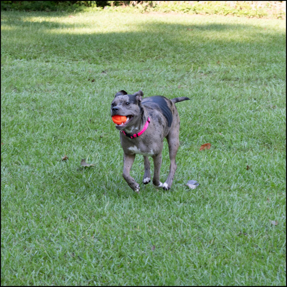 Collar Country Brook Petz verde menta, suave al cuello en caminatas