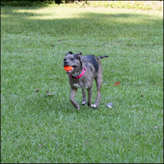 Collar Country Brook Petz verde menta, suave al cuello en caminatas