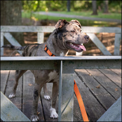 Collar con herrajes automotriz Country Brook Petz para mayor resistencia