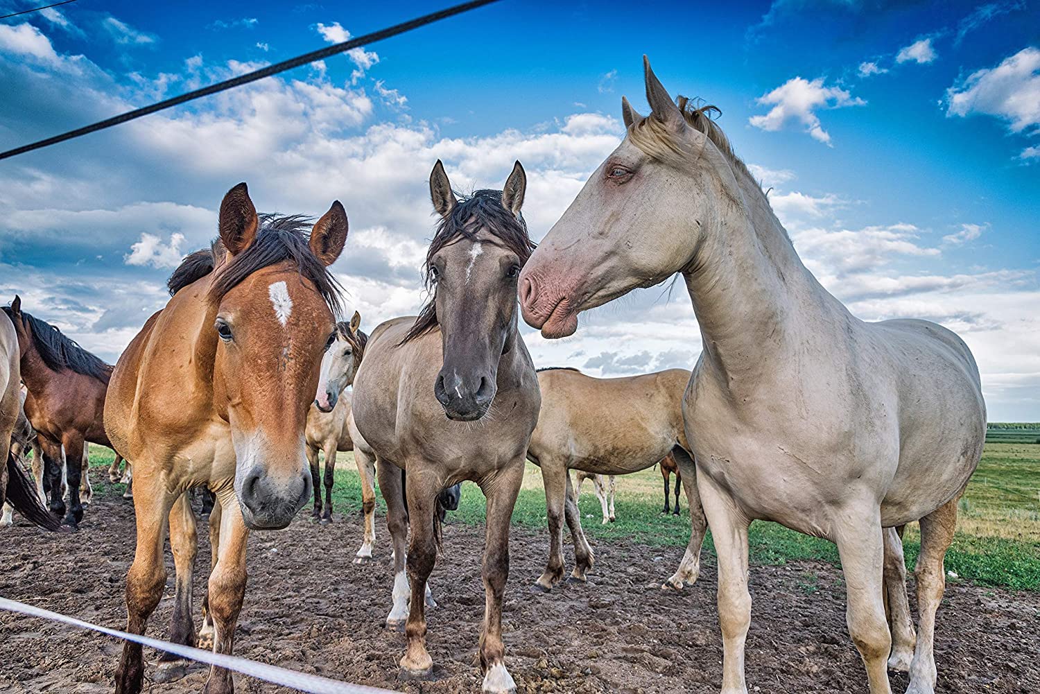 Country Vet AMREP: kit de control de insectos para uso ecuestre en establos.