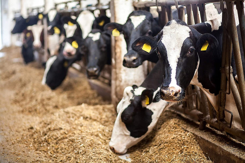 Country Vet AMREP: sistema de dos piezas para control de insectos en establos.