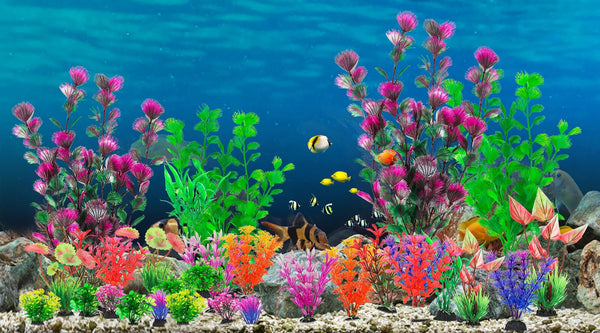 CousDUoBe planta de acuario, variedad de alturas para composiciones dinámicas sin manipular el agua.