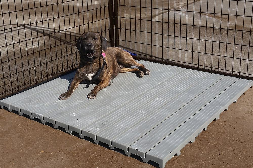 Panel elevado de Cove Products para perros, mantiene seco y cómodo.