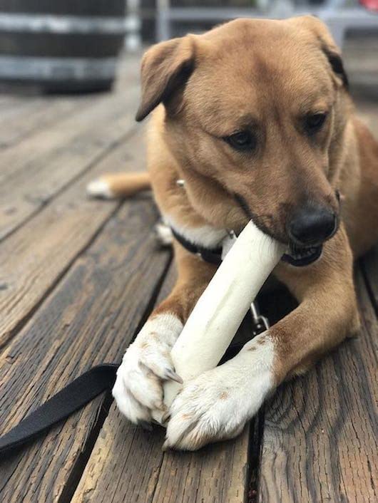 Cowdog Chews rodillo neutro; ideal para hogares sensibles al olor.