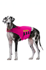 CozyVest: perro con ansiedad relajado gracias a música suave durante fuegos artificiales.