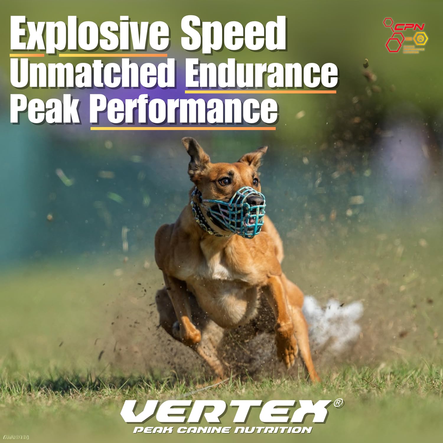 CPN Vertex: proteína de huevo predigerida para soporte muscular