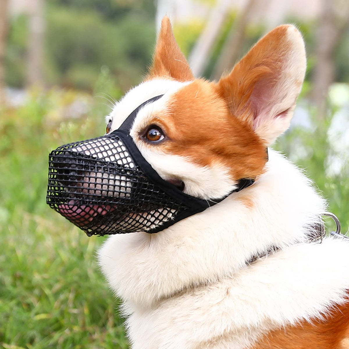 Crazy Felix bozal malla suave para perro, cómodo en talla xs para salidas diarias.
