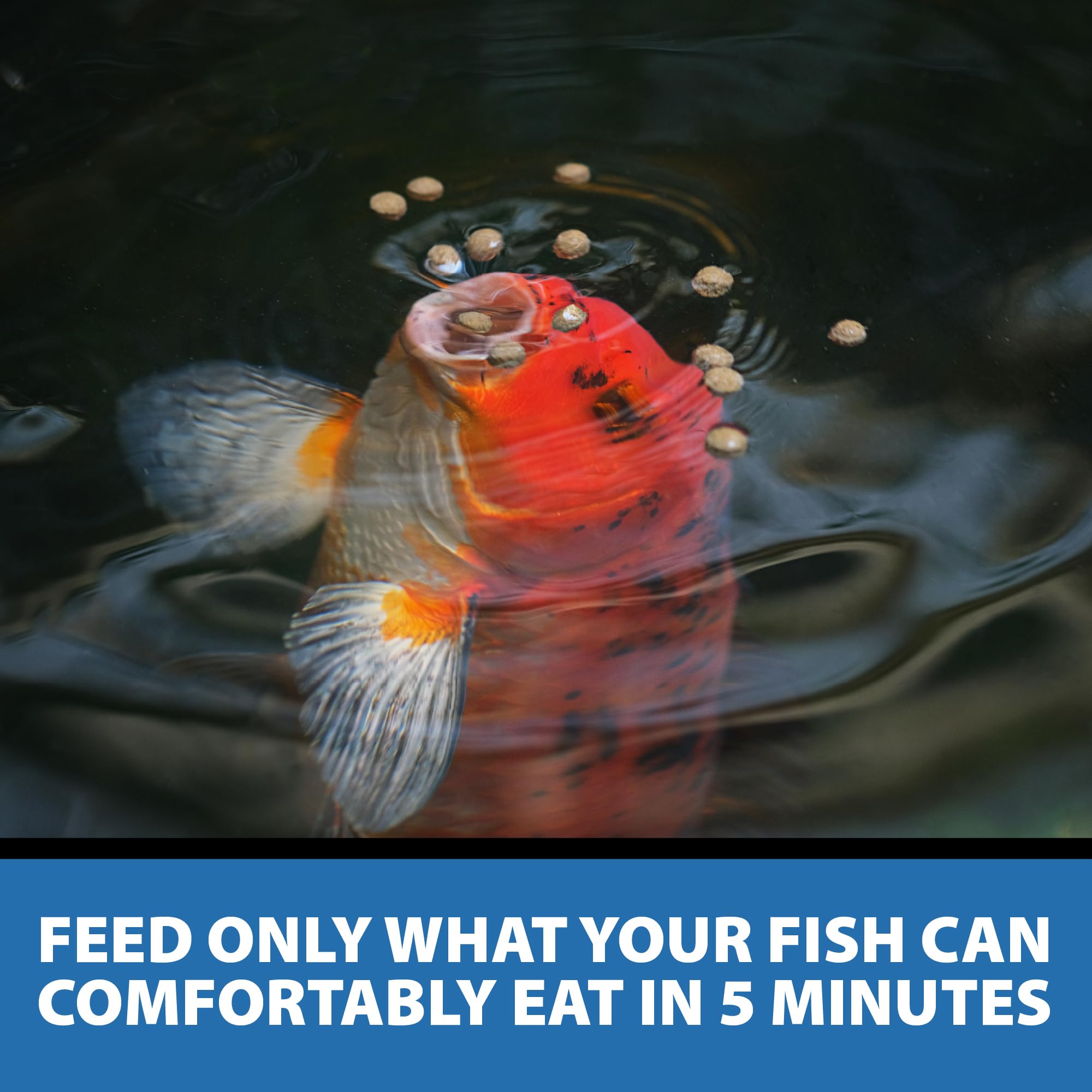 Ingredientes calibrados de CrystalClear Staple para una dieta estable de peces.