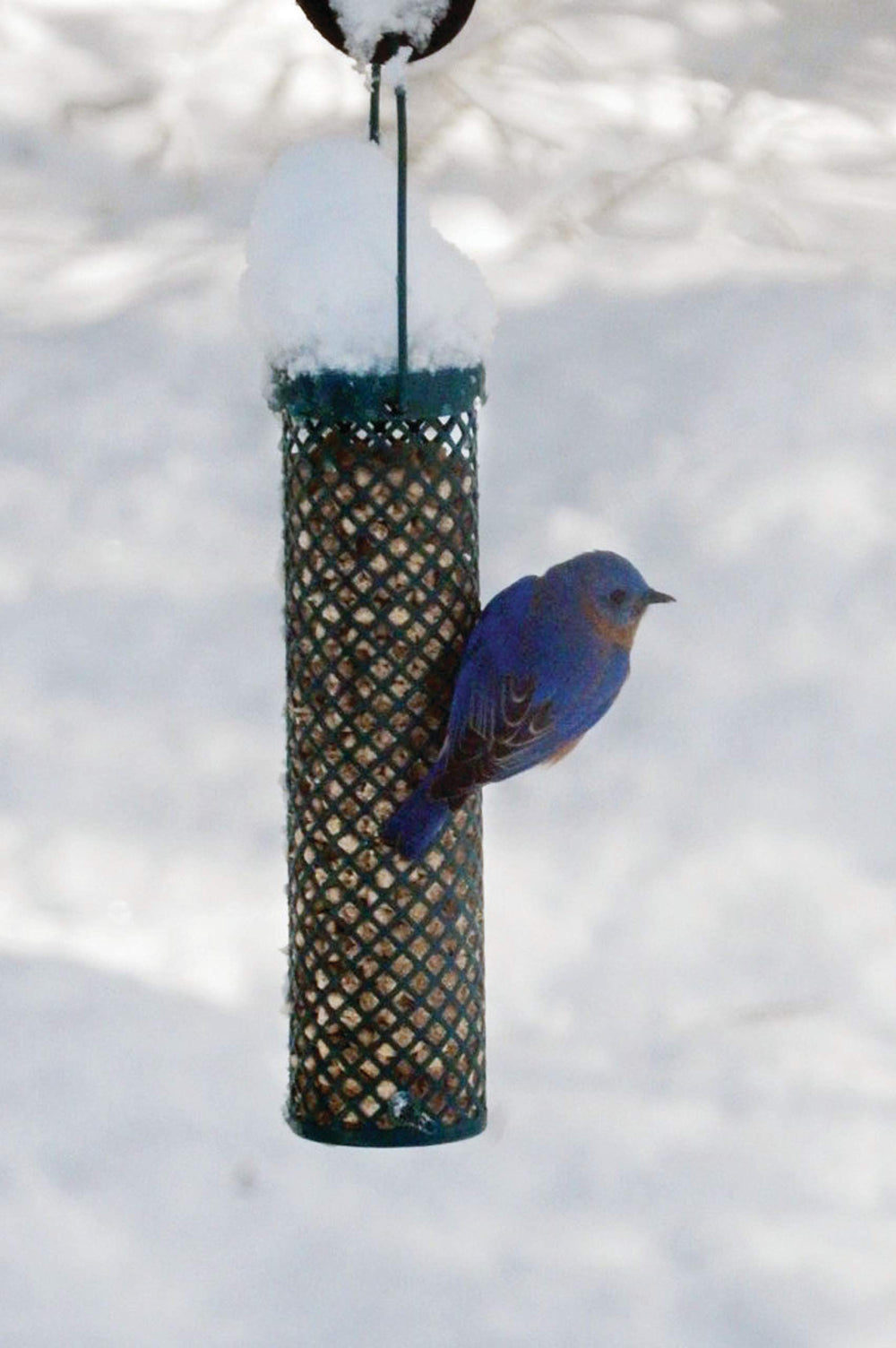 Cuñas sabor bayas de C&S, ideal para atraer aves pequeñas.