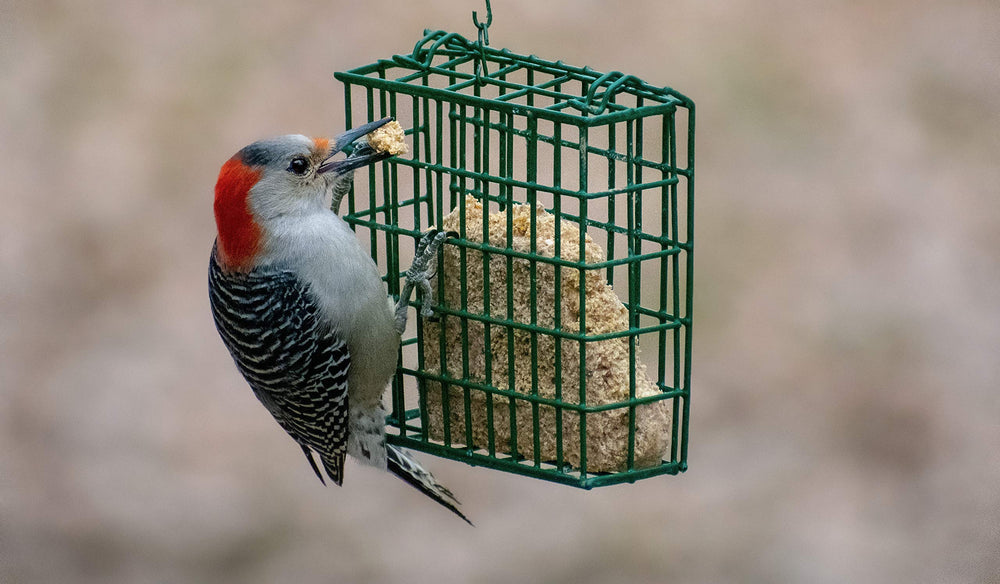 C&S Woodpecker Delight, uso en jaula para comedero al aire libre.