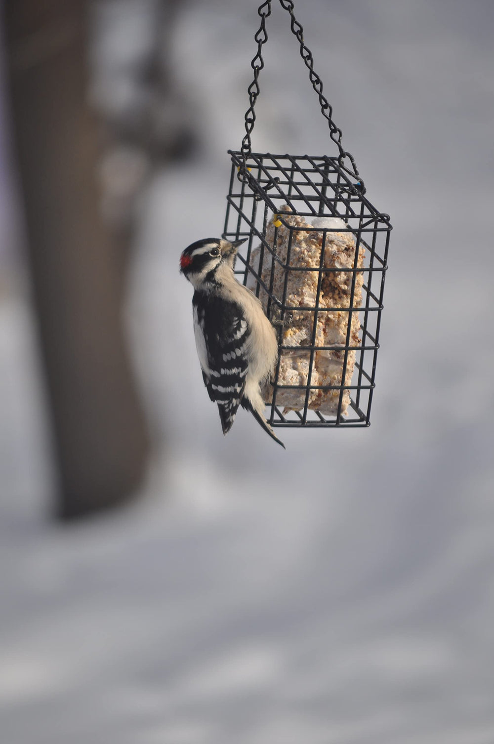 C&S Woodpecker Delight, colocación en soporte para jardín con aves.