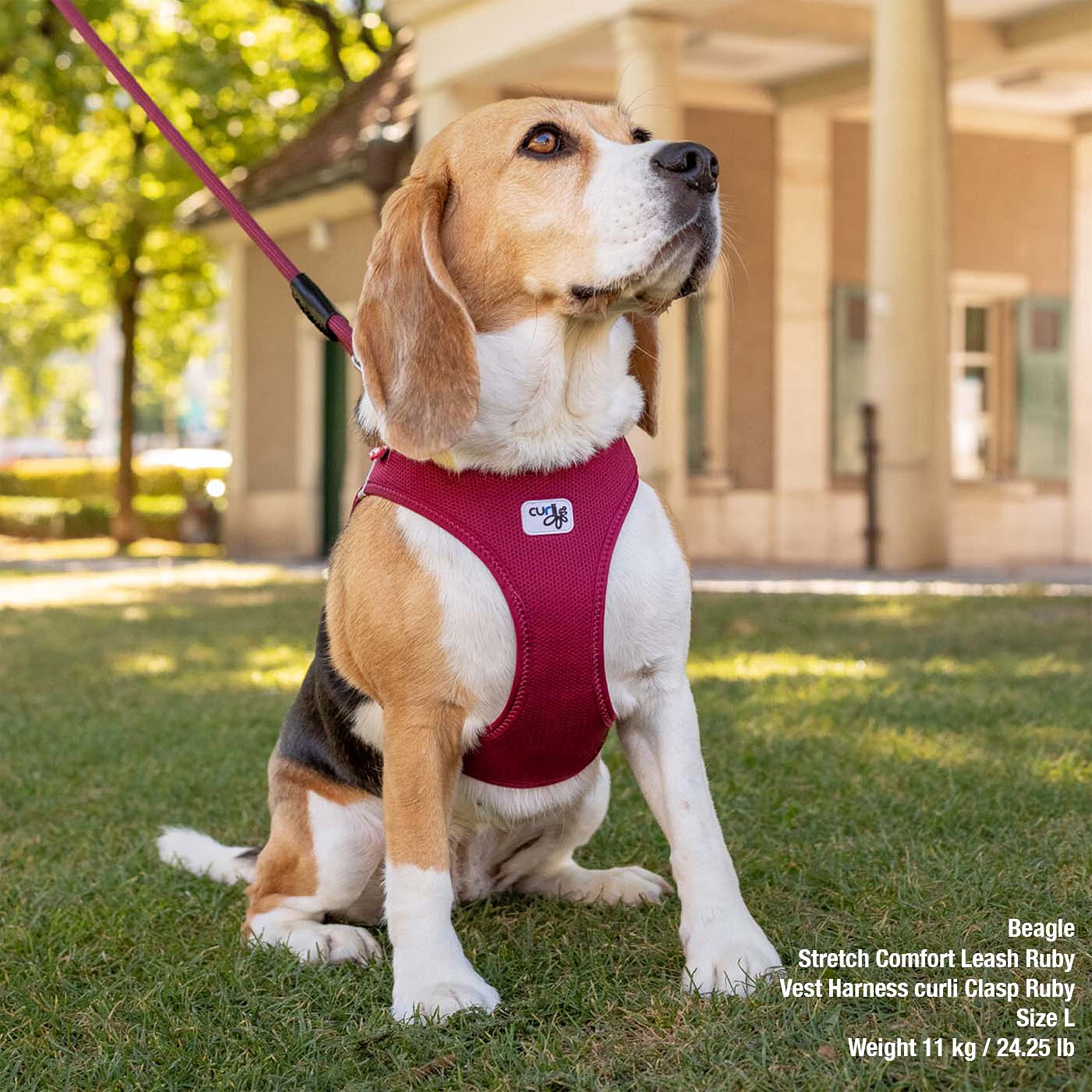 Curli Vest Harness Clasp Moss, talla M, ajuste seguro para perros medianos.