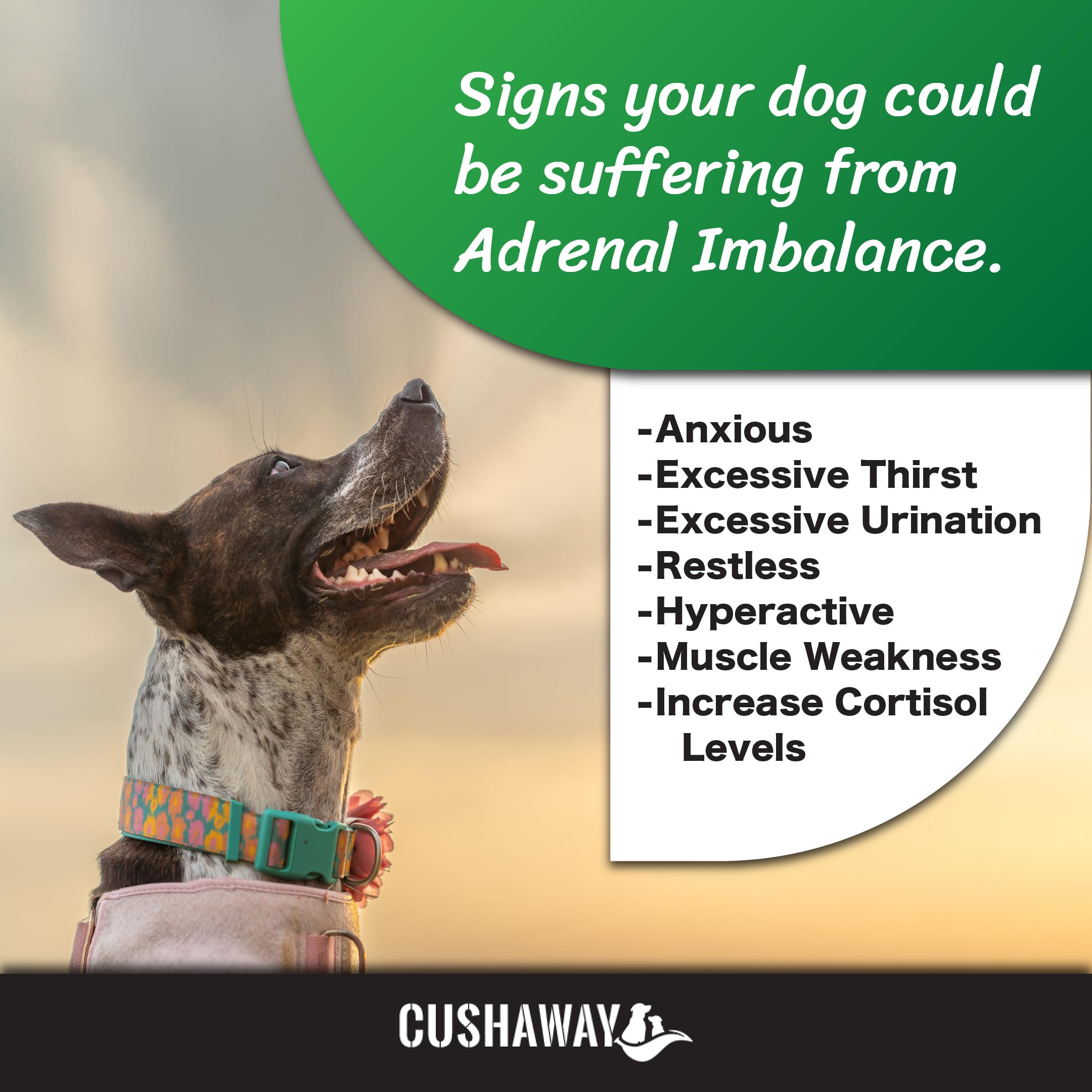 CushAway: tazón alimentación muestra integración suave en la rutina diaria.