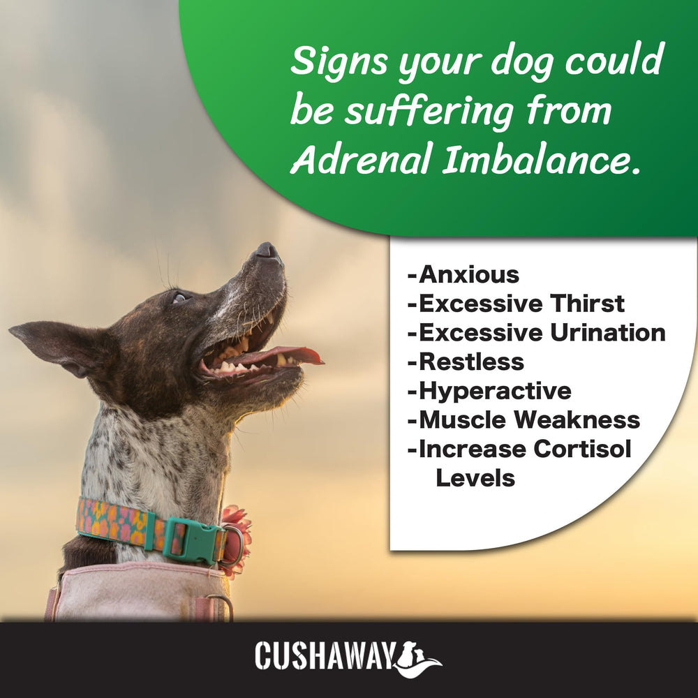 CushAway: tazón alimentación muestra integración suave en la rutina diaria.
