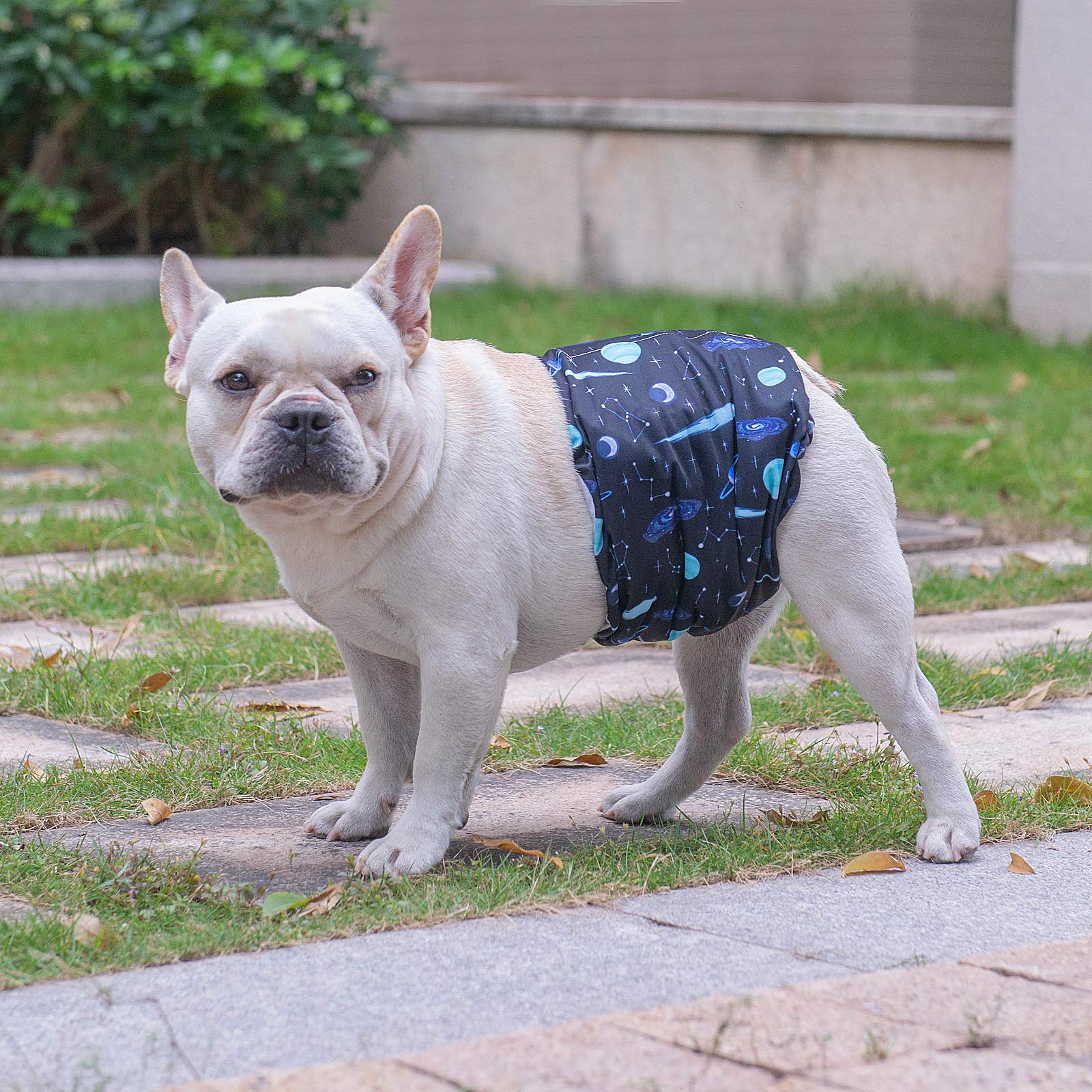 Diseño divertido Cutebone XL para perros, ideal para varias mascotas.