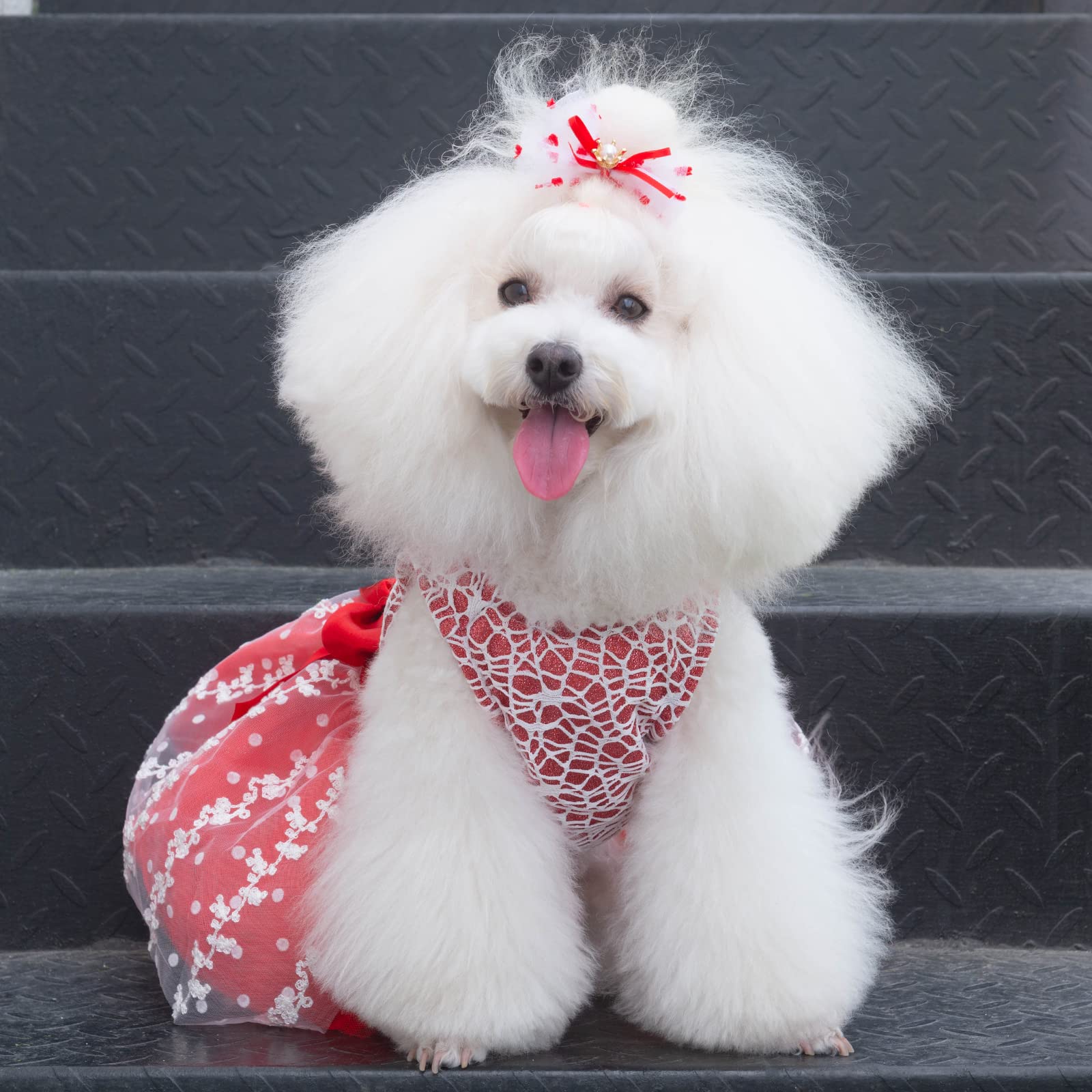 CuteBone vestido perro XXS uso fiesta, ideal para eventos.