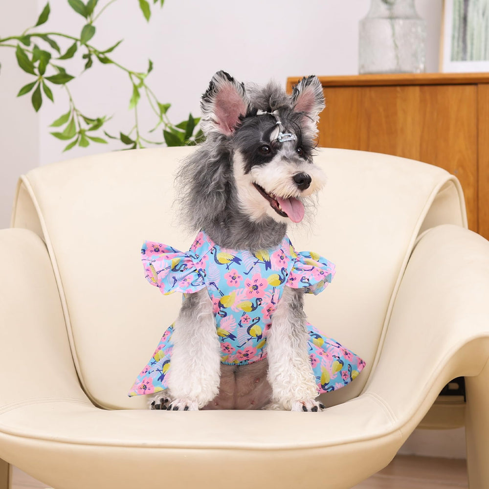 CuteBone embalaje elegante, regalo ideal para mascotas.