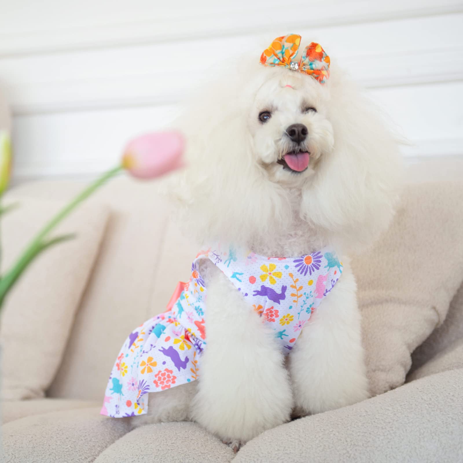 CuteBone guía de tallas para perros pequeños, ayuda a elegir correctamente.