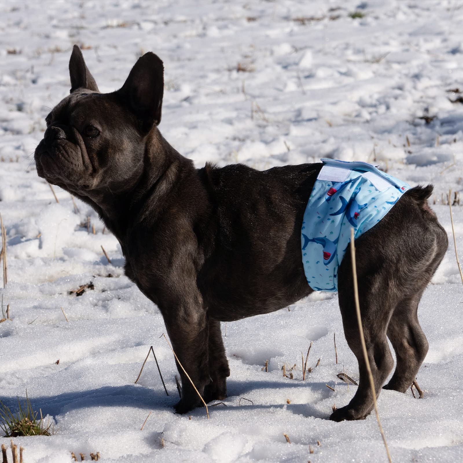 CuteBone 3-modelos panales-perro-macho diferentes estilos