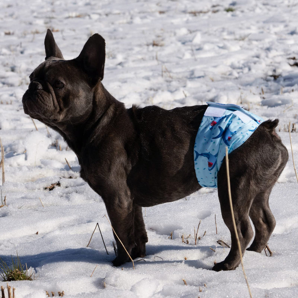 CuteBone 3-modelos panales-perro-macho diferentes estilos