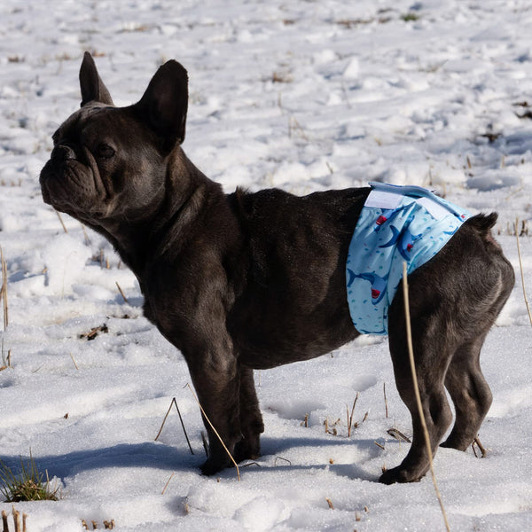 CuteBone 3-modelos panales-perro-macho diferentes estilos
