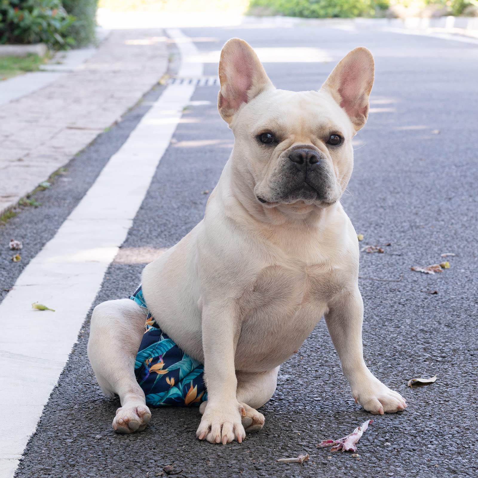 CuteBone pañales lavables para hembras caninas sin cola interior suave