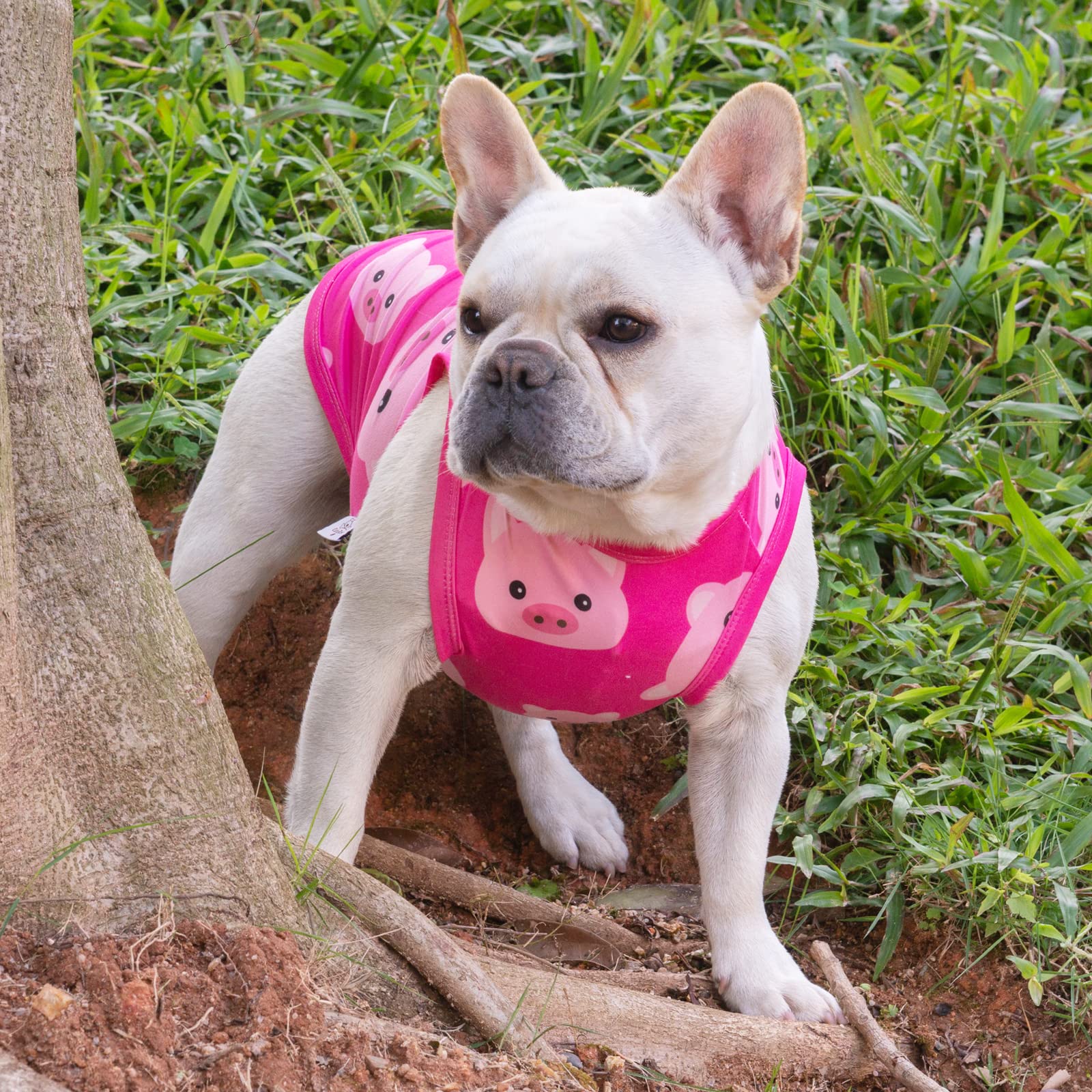 Variedad de diseños y tallas de CuteBone para adaptar a cada mascota