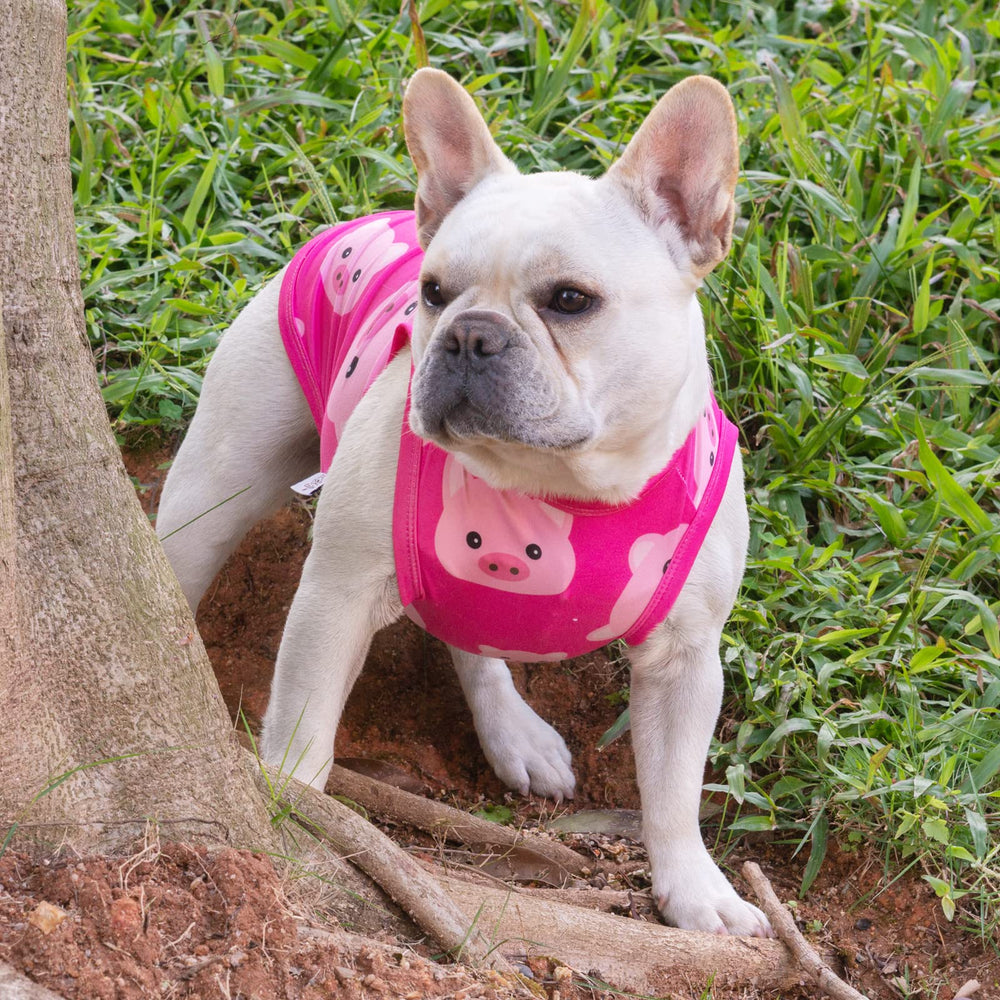 Variedad de diseños y tallas de CuteBone para adaptar a cada mascota