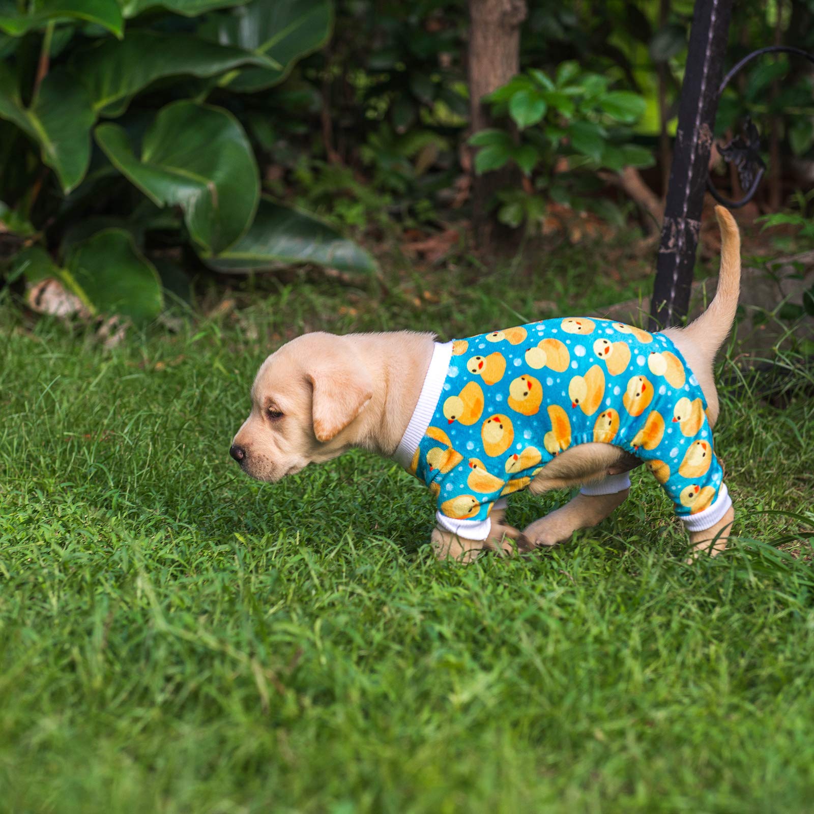 Pijama CuteBone para perro, diseños divertidos para paseos y fotos