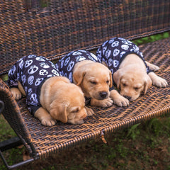 Pijama CuteBone de minky suave para mantener al perro cálido y cómodo.