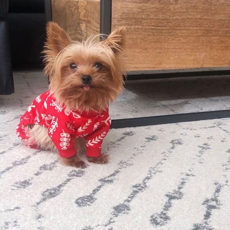 CuteBone pijamas-perro uso todo el año para comodidad continua.
