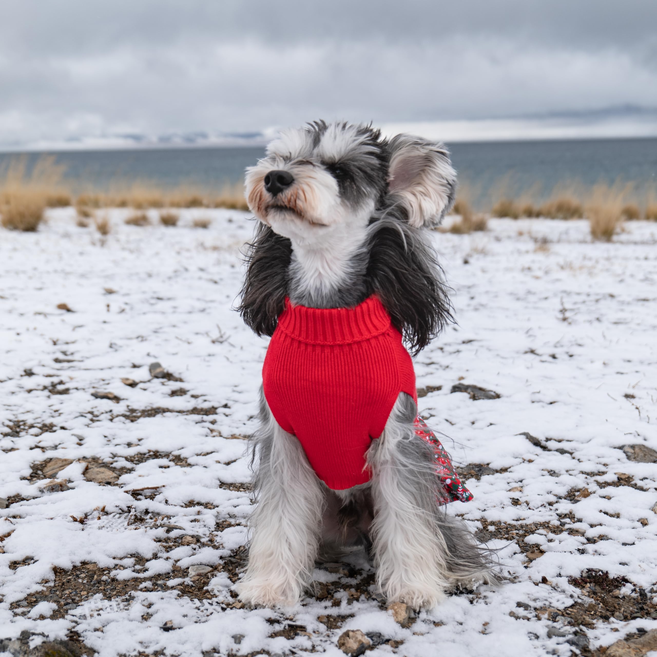 Cutebone suéter con agujero para arnés, diseño práctico para paseos.