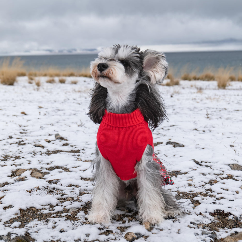 Cutebone suéter con agujero para arnés, diseño práctico para paseos.