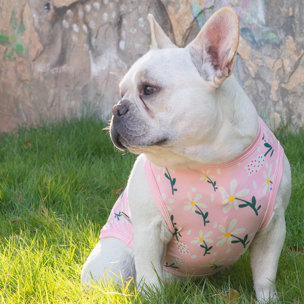 Amplia variedad de tallas y diseños CuteBone para cachorros y gatos.