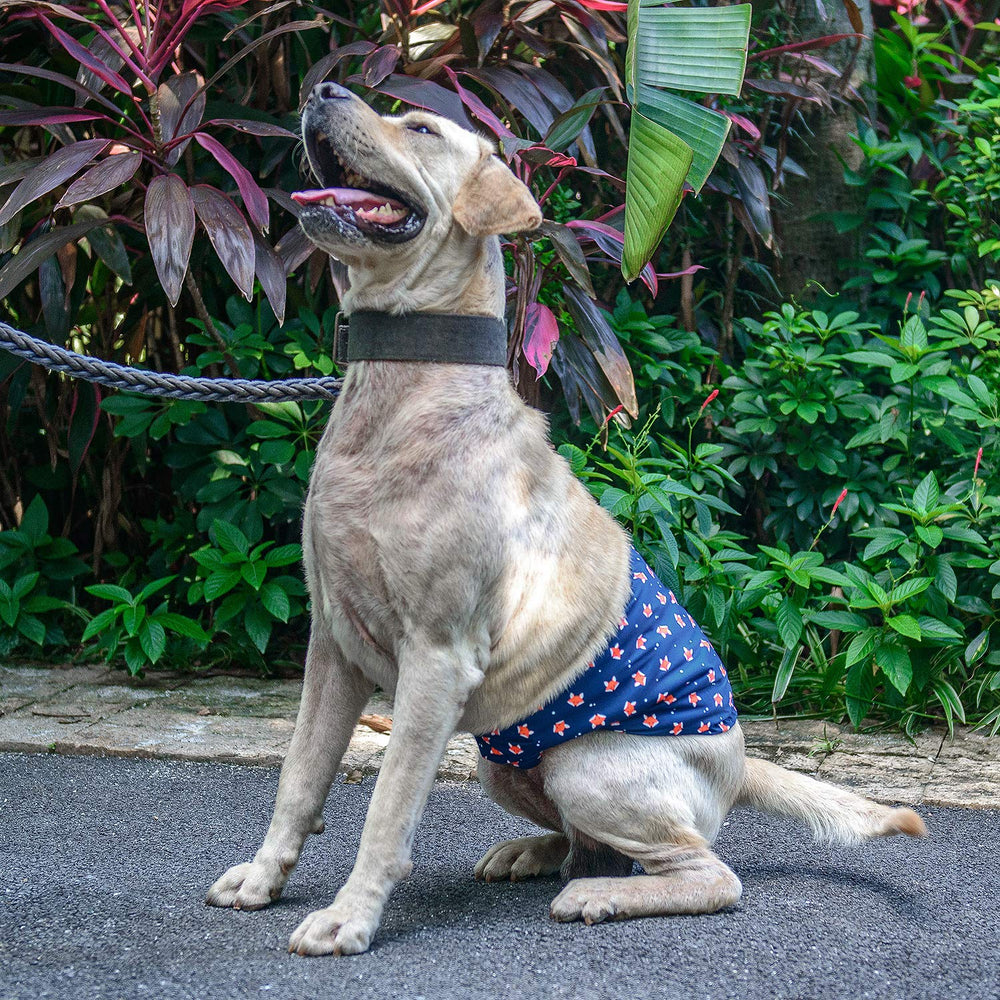 Cutebone tallas XS a L, ajuste preciso para tu perro
