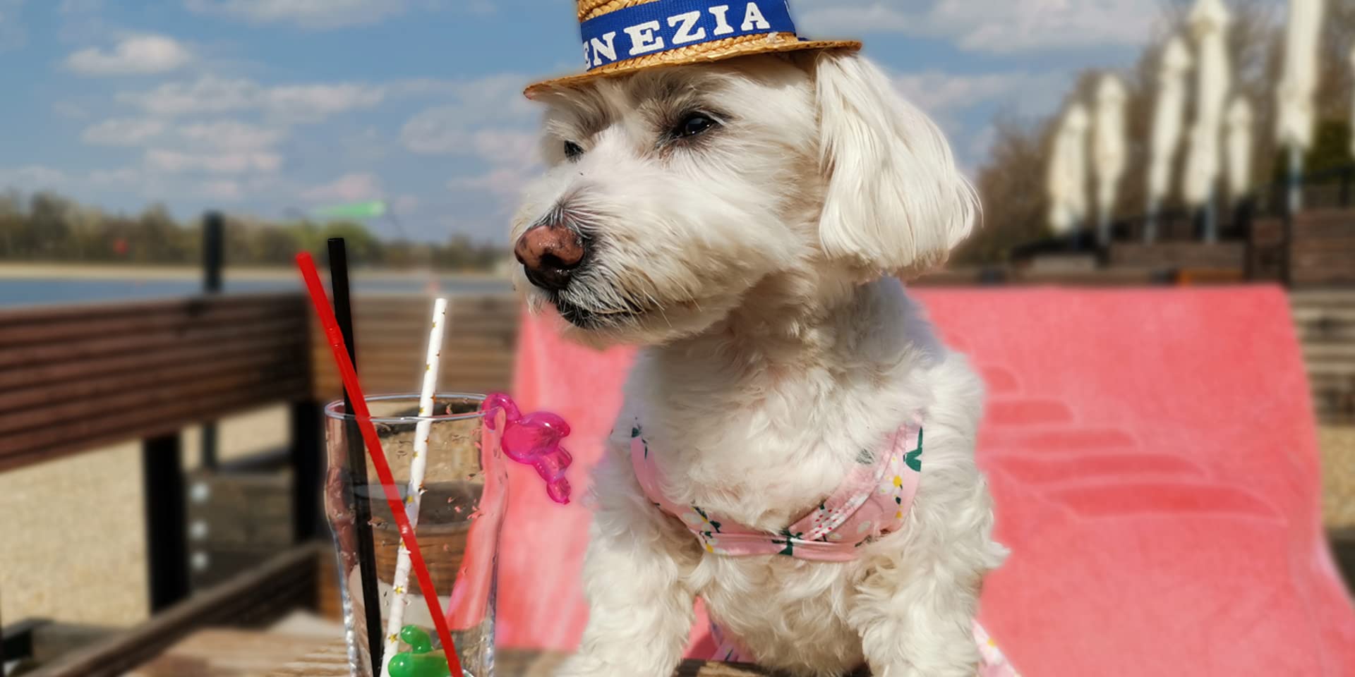 CuteBone traje bano perro pequeño ajuste seguro para juego