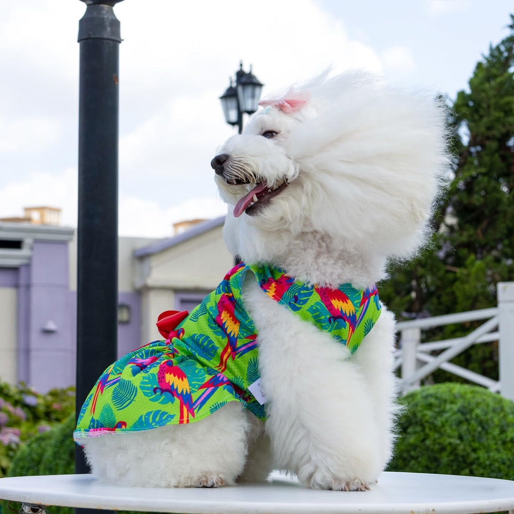 Ideal para fiestas: vestido CuteBone con lazo para perro pequeño y estilo.
