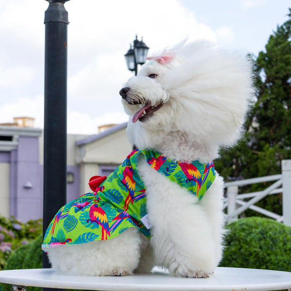 Ideal para fiestas: vestido CuteBone con lazo para perro pequeño y estilo.