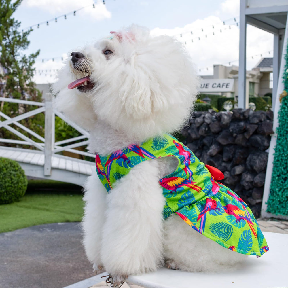 Lazo a juego y detalle encantador en el vestido CuteBone para perro.