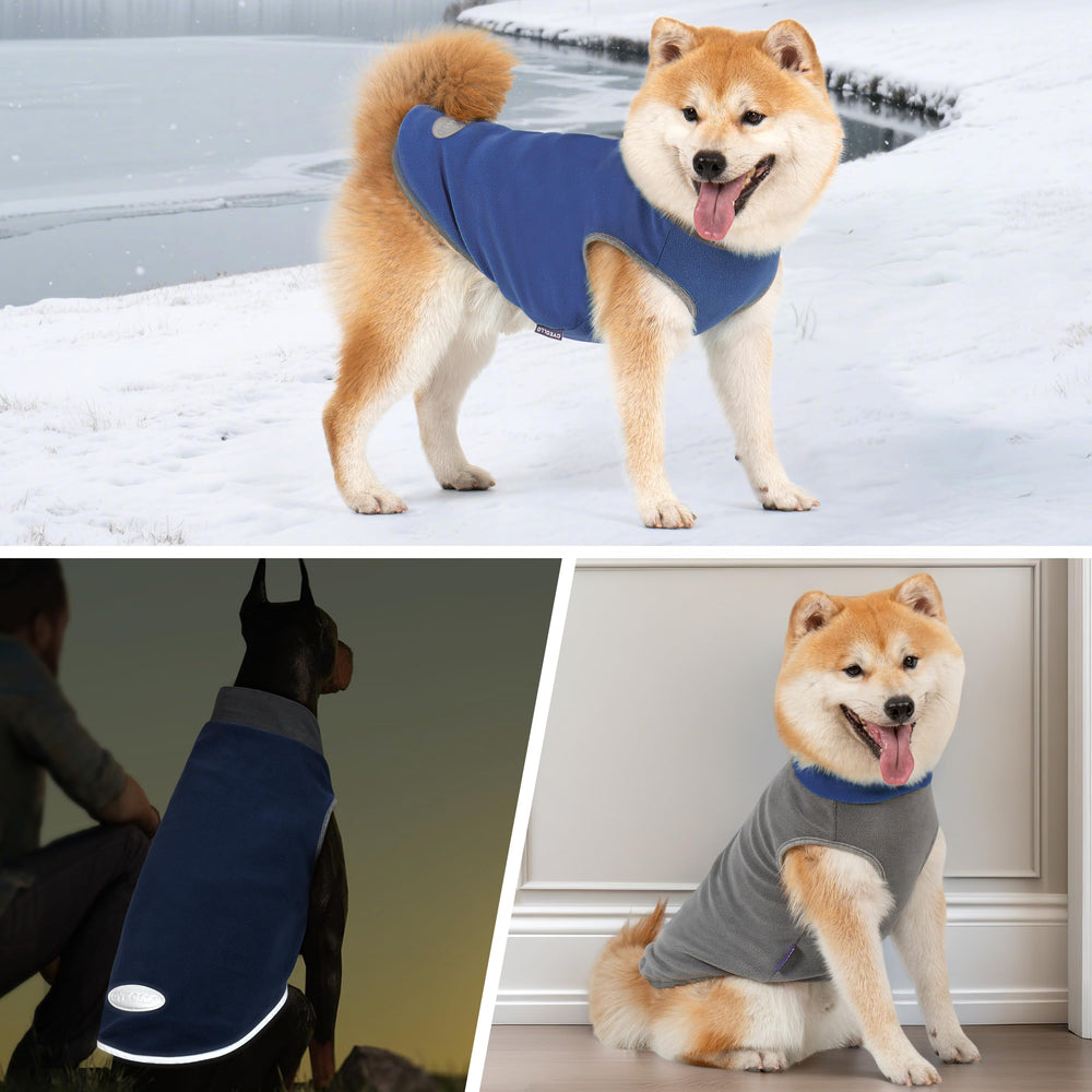 Tallas disponibles de cyeollo para perros pequeños a grandes.