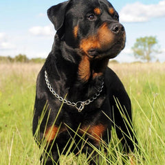 Collar cyhaen de cadena para perros plateado XL, vista lateral, control eficaz durante entrenamiento.