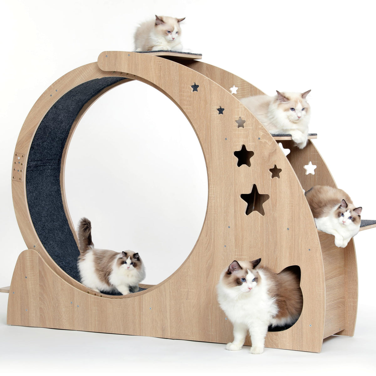 CYlively rueda-gato-5-en-1-frente: invita a explorar y ejercitarse dentro de casa.