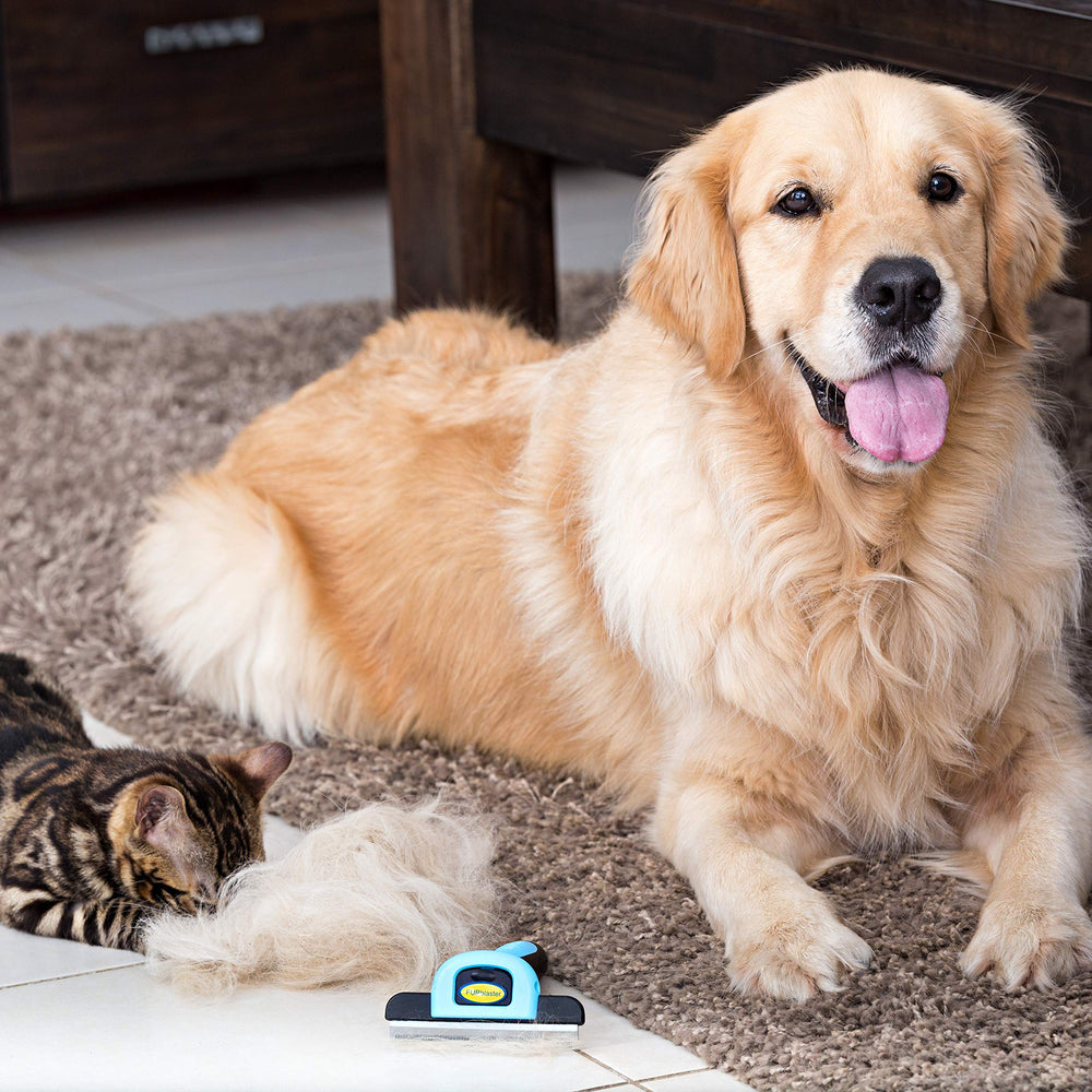 DakPets apto para gatos y perros en casa, sin complicaciones.