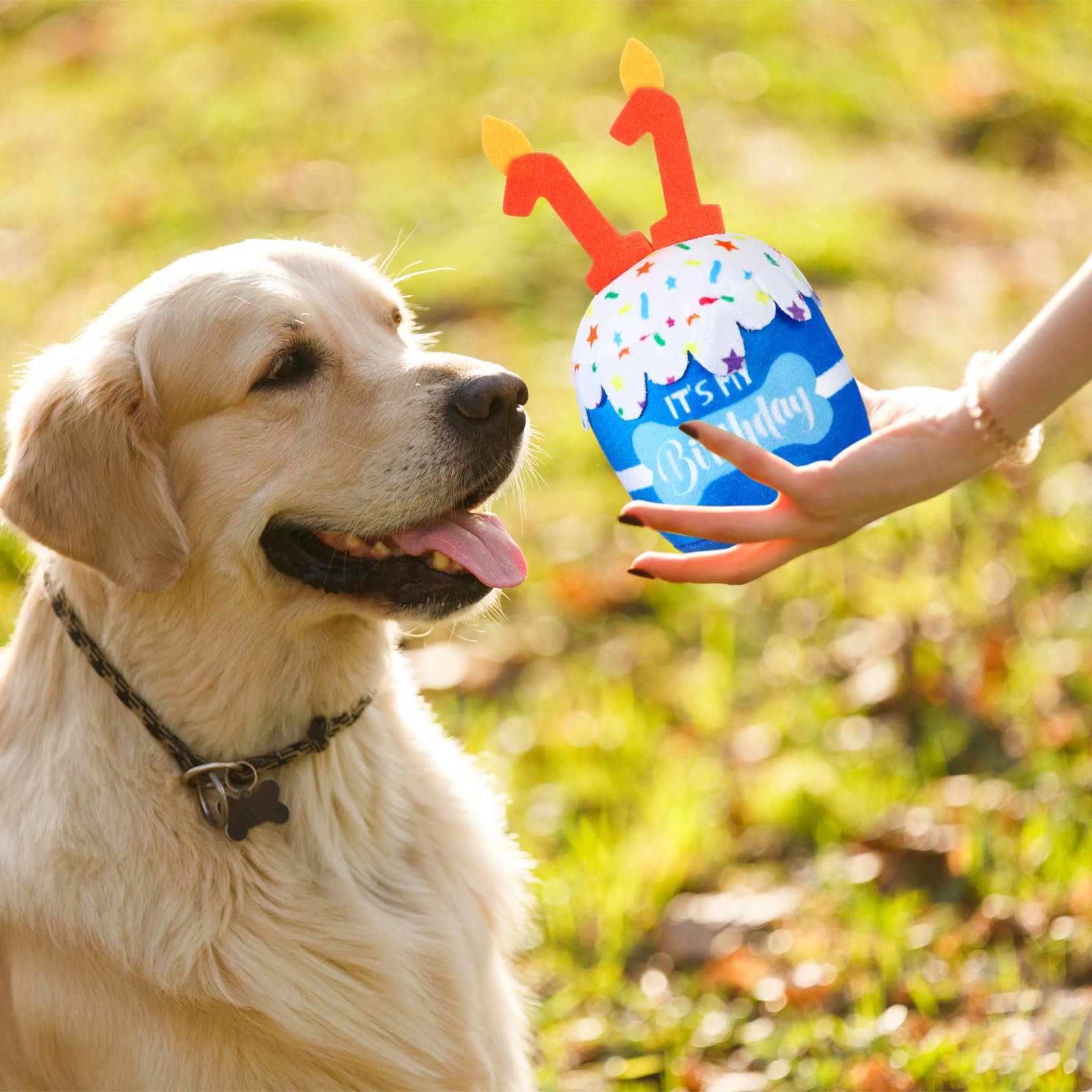 Dansydaisy decoracion-cumpleanos-perro, ideal para sesiones de fotos y fiestas.