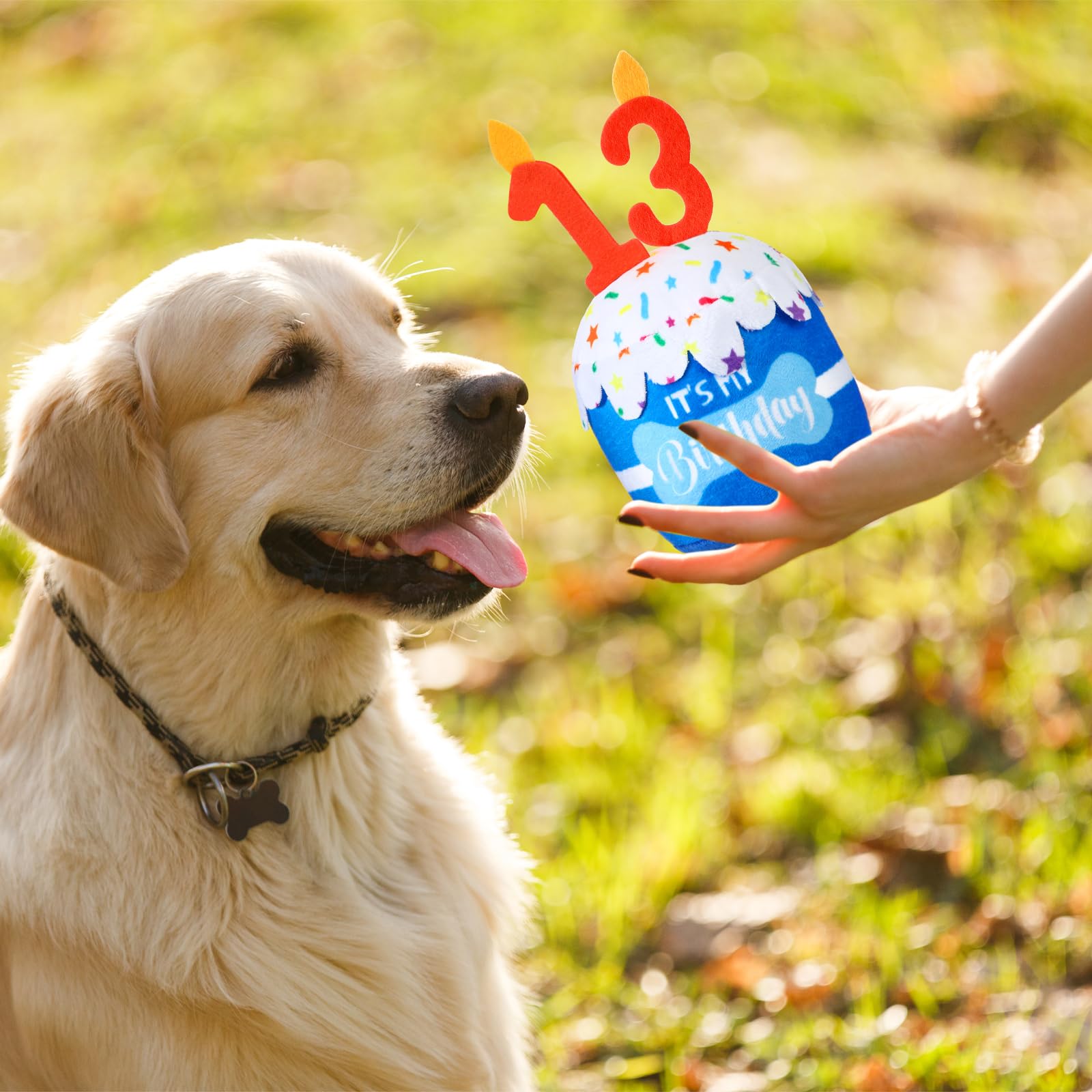 Dansydaisy decoracion fiesta de cumpleaños para perros, perfecta para fotos.