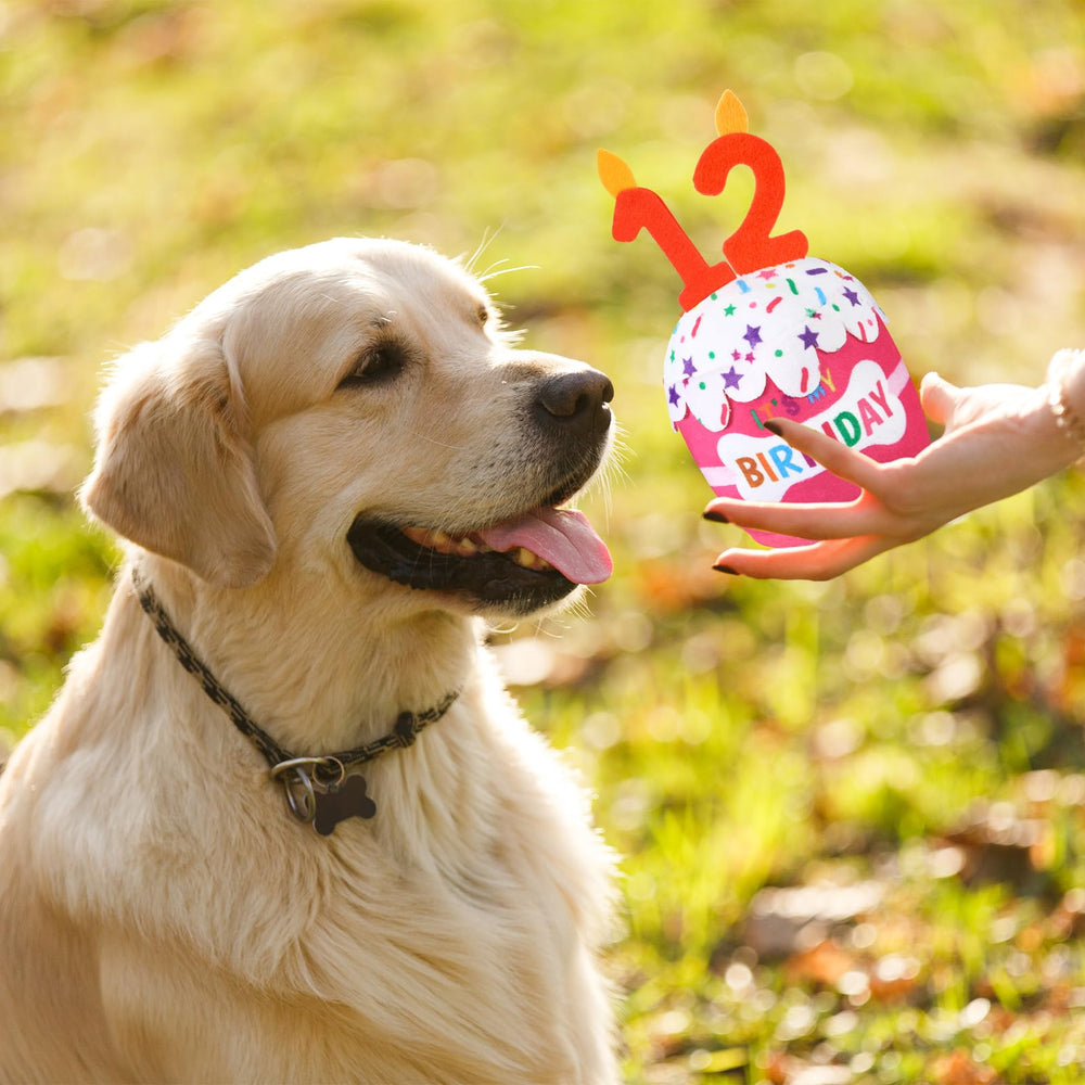 Dansydaisy regalo ideal para perros, añade alegría a cumpleaños y sesiones de fotos.