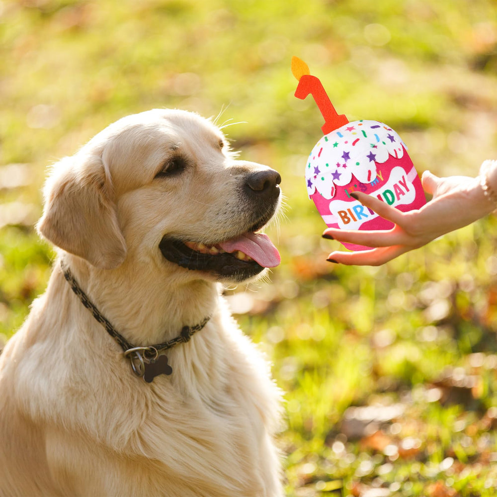 Dansydaisy regalo-para-fiesta-mascota: opción creativa para sorprender en la fiesta canina