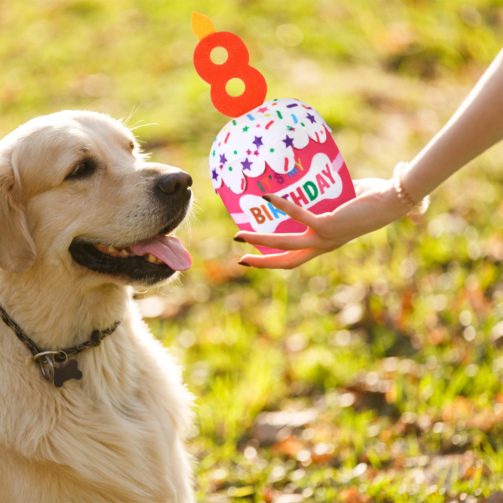 Dansydaisy regalo ideal para fiestas de mascotas y fotos.